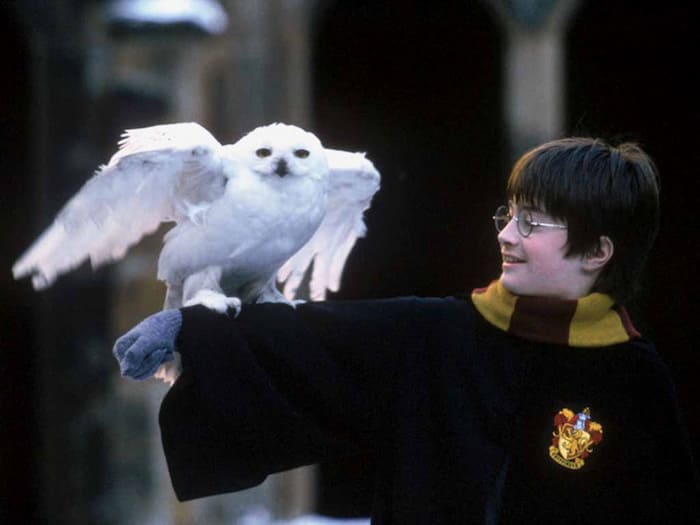 harry potter edwig theme