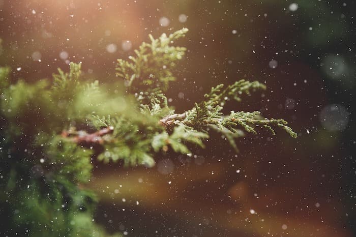o christmas tree natale