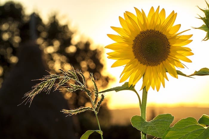 you are my sunshine noten klavier