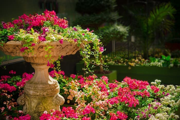 in the garden