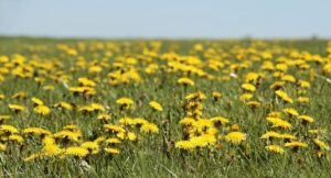 dandelions notes piano